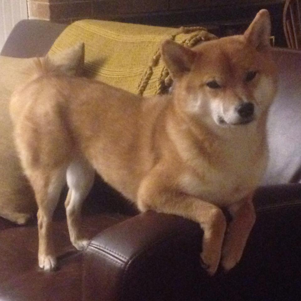 职业联赛缺乏防止人才流失的反哺体系