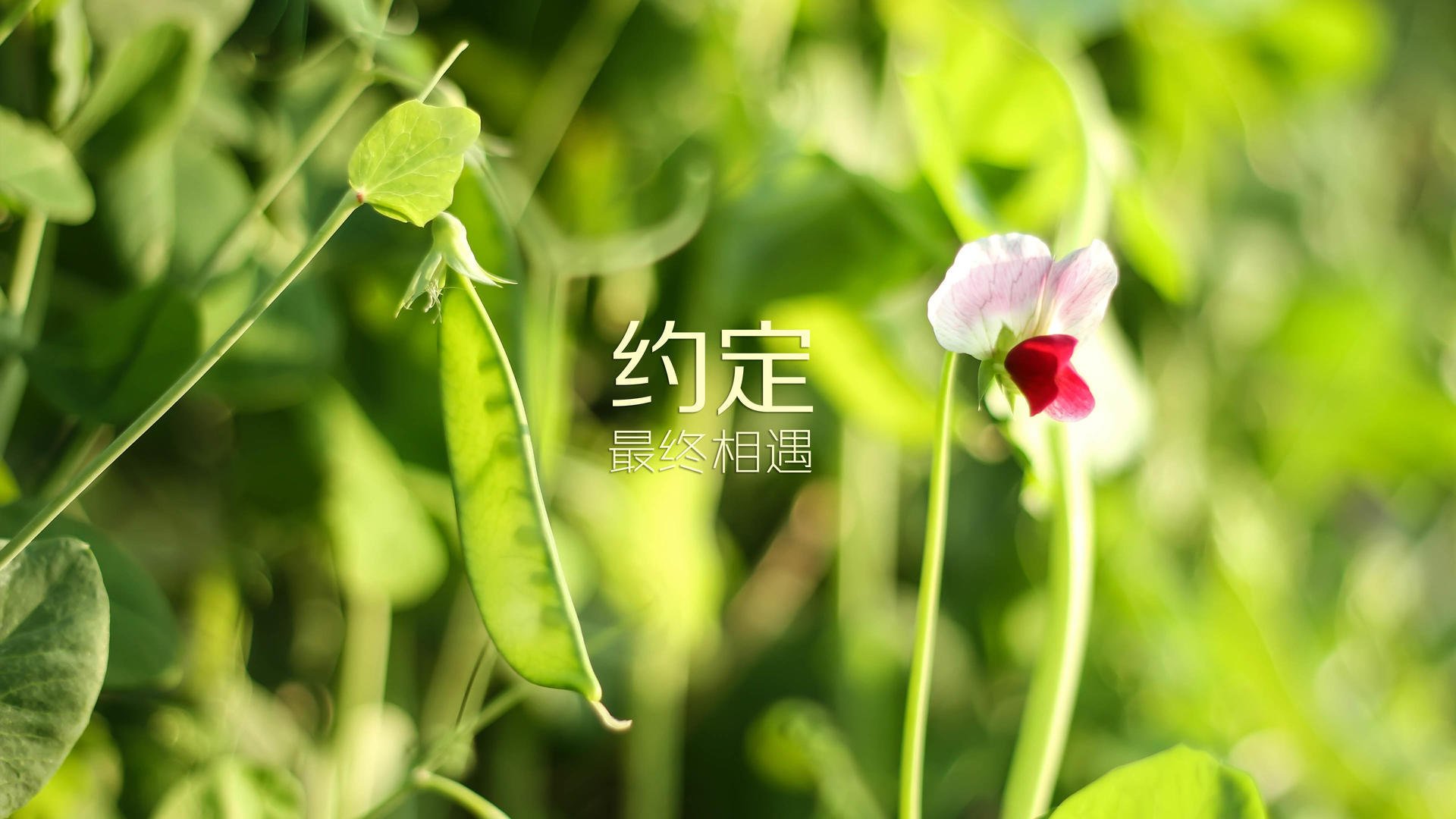 开云电竞官网-全国青少年永不放弃的羽毛球梦在福建实现，中国青少年羽毛球队