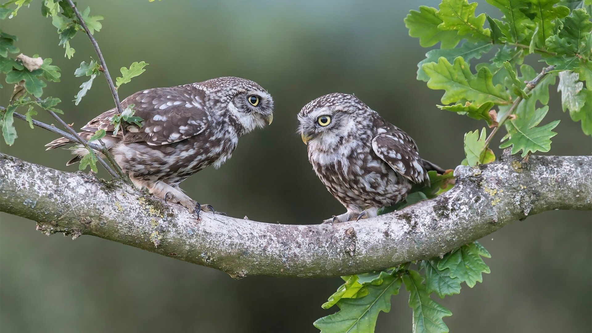 CBA球队依托科技设备提升训练精度，cba科技篮球