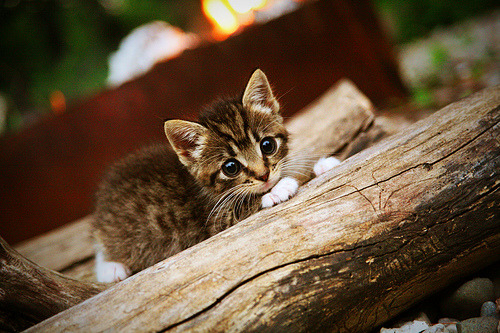 KAIYUNAPP-中国男篮战术多样化，中国男篮技术统计