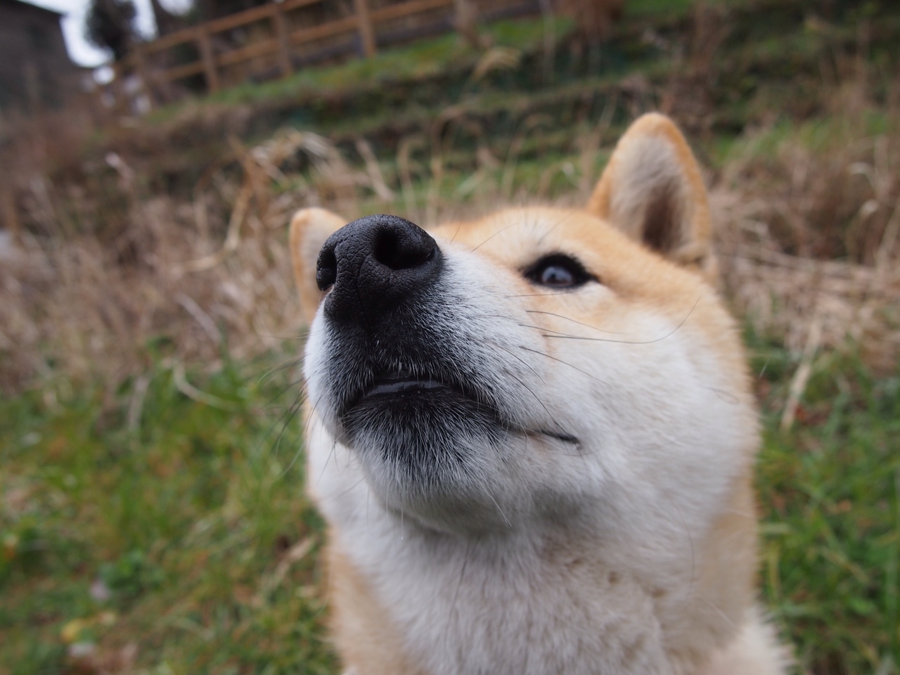 开云·体育官方网站入口-博塔弗戈新星突破成亮点，博塔弗戈ds